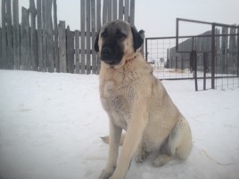 Thor looking distinguished