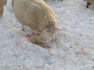 A ewe pawing through the snow to reach some grass
