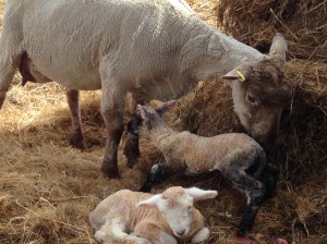 A ewe with her pair of newborn lambs