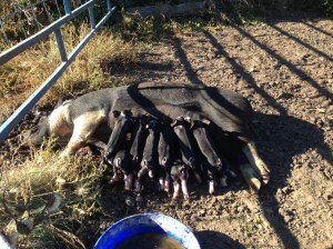 Pig-Wig working hard