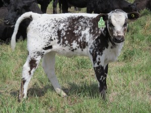 Speckle Park "Angel"