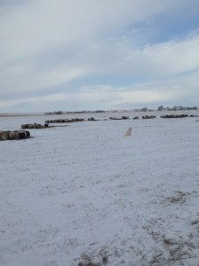 Ewes feeding on hay