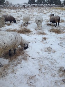 The ewes do a good job of pawing through the snow for a tasty treat. These ewes are eating Russian Wild Ryegrass. 