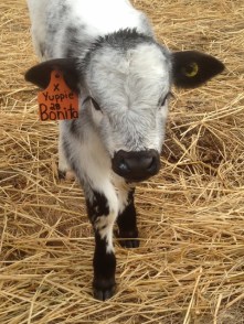 An example of tags we put in calves