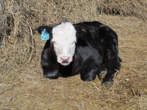 Example of an ear tag in a steer calf