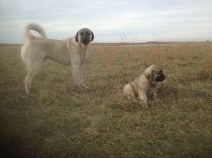 She's got some growing to do to catch up to him!