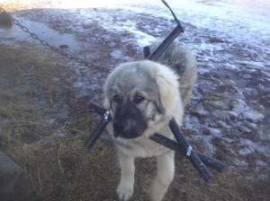 Ruza wearing a yoke made of plastic pipe to prevent her crawling through the fence.