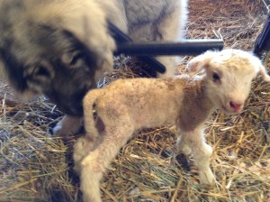 Ruza meeting a newborn lamb