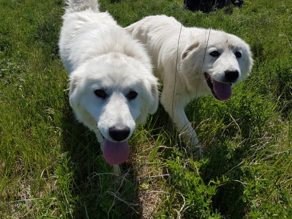 Tula and Fern, Maremma pups purchased in 2017